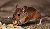 24 Hour & Emergency Exterminators in Jewell, OR